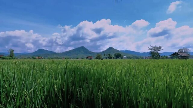 Time lapse footage capturing dynamic cloud formations drifting across a bright blue sky above a lush green rice paddy and distant mountain range. The scene showcases rural agricultural landscape, trop