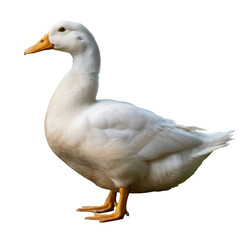 Obraz premium Increasing trend graph with purple arrow