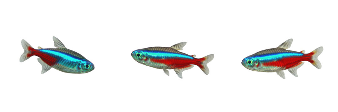Neon tetra Paracheirodon innesi isolated on white background, blue red stripe Amazon freshwater fish, South American characin species, tropical nano aquarium schooling fish cutout