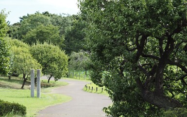緑の散歩道