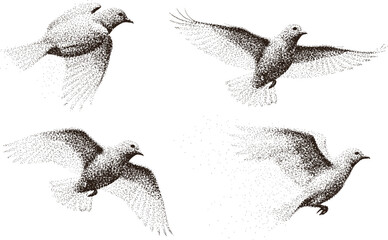 Flying Dove Bird Stippled Vector Illustration Set with Engraving Style Wildlife Peace Symbol Collection © Abu
