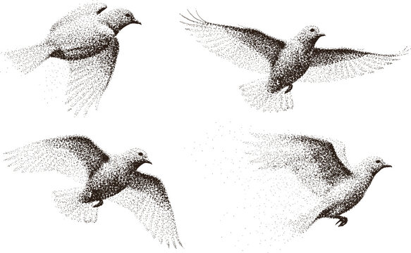 Flying Dove Bird Stippled Vector Illustration Set with Engraving Style Wildlife Peace Symbol Collection