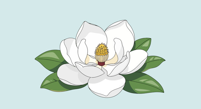 Elegant White Magnolia Flower with Green Leaves Illustration.