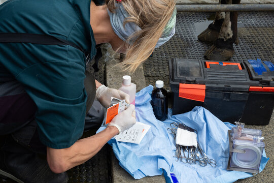 Bovine cancer eye field surgery - enucleation