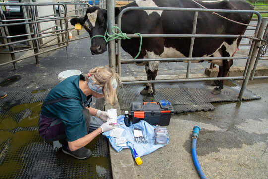 Bovine cancer eye field surgery - enucleation