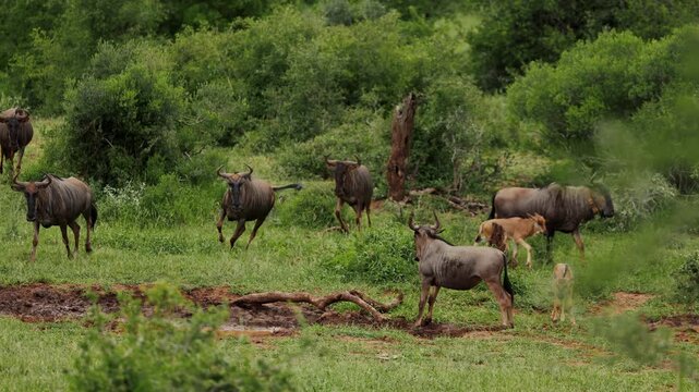 A herd of wildebeests and impalas grazes together on a lush grassy meadow in a South African national park, showing peaceful coexistence, natural behavior, and the beauty of wildlife in their habitat.