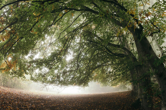 Giant old trees covering the light in foggy forest