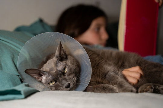 Child Reading book with Injured Cat at Home