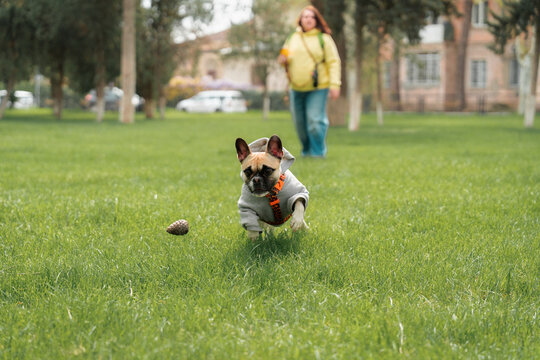 Playing fetch with dog 
