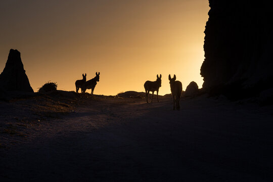 Burros al atardecer 4-6