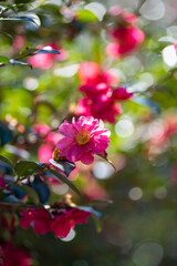 26219鎌倉　北鎌倉2　椿