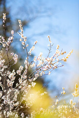 26219鎌倉　北鎌倉1　梅