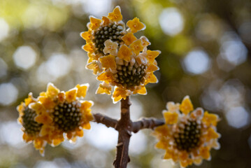 26219鎌倉　北鎌倉5　ミツマタ