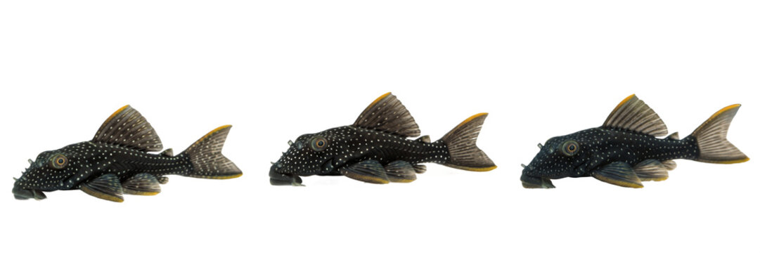 Bristlenose pleco Ancistrus cirrhosus isolated on white background, bushynose plecostomus South American Loricariidae algae eater freshwater aquarium fish cutout image