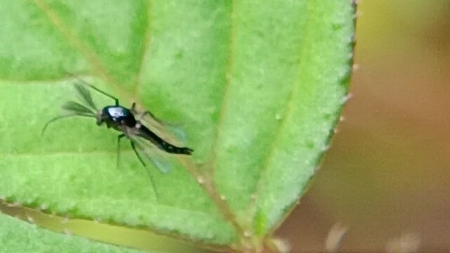 macro fauna midge fly (Cricotopus bicinctus) on leaves, mosquito-like fly, does not bite, does not have a proboscis