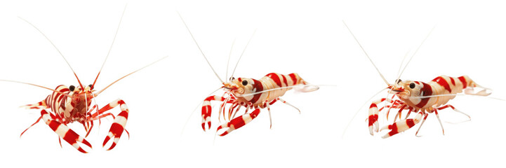 Coral banded shrimp Stenopus hispidus isolated on white background, banded cleaner shrimp tropical marine saltwater aquarium coral reef species cutout image © Major
