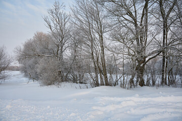 Snowy trees on cold winter day