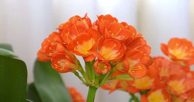 Spring flowering of a clivia