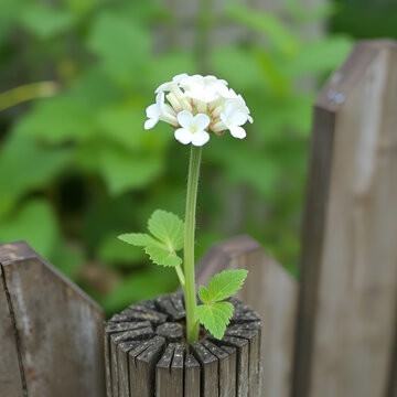 White flowers of the sanicle on a wooden fence post, stem, natural