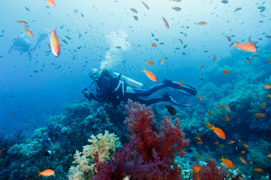 Woman Scuba Diving on a Coral Reef