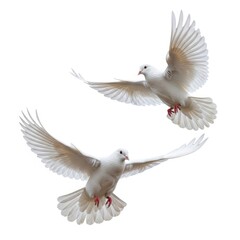 Fototapeta premium Two white doves in flight with wings spread wide against a white background isolated on transparent background