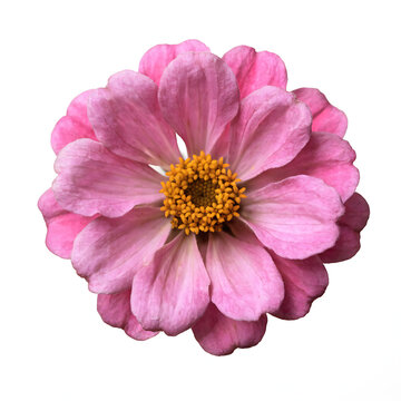 Vibrant pink zinnia flower in full bloom isolated on white background with soft natural lighting