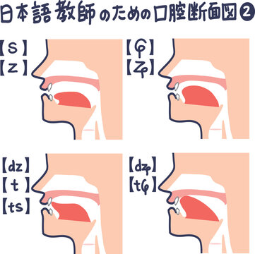 日本語発音のための口腔断面図