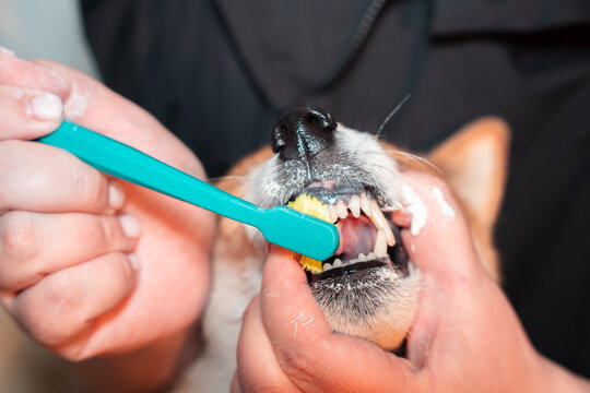 Brushing dog teeth
