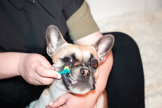 Brushing dog teeth