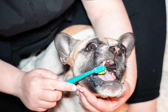 Brushing dog teeth