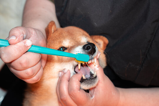 Brushing dog teeth