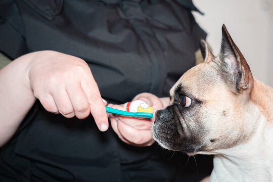 Brushing dog teeth