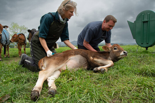 Field surgery - suture removal