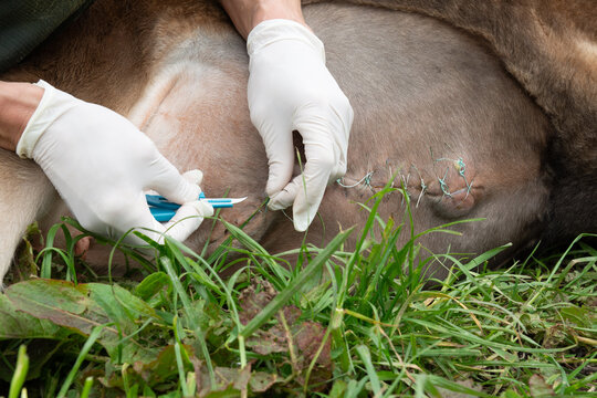 Field surgery - suture removal