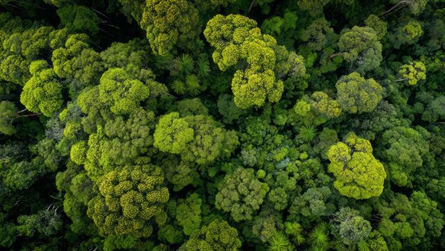 
Tropical rainforest seen from above, canopies of yellow acacias and flowering guapuruvus.