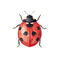 Fototapeta premium Vibrant Red Ladybug Illustration Cute Garden Insect.