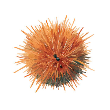 Vibrant Watercolor Sea Urchin Illustration Marine Life Design Element.