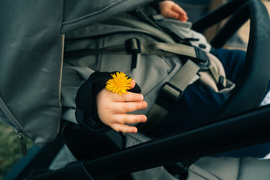 Child holding yellow dandelion in stroller
