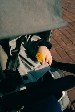 Child holding yellow dandelion in stroller
