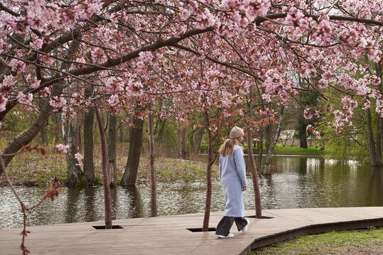 Woman walking along a wooden path under blooming cherry blossom trees