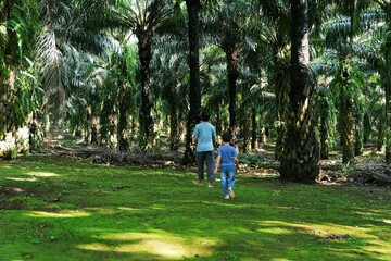 A father and Son walking away in a palm plantation, creating a storytelling composition about togetherness and peaceful rural life in nature.