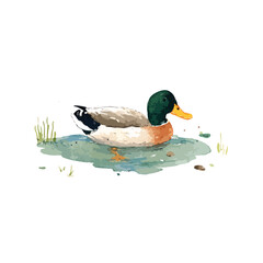 Obraz premium Watercolor Mallard Duck Illustration in Pond.