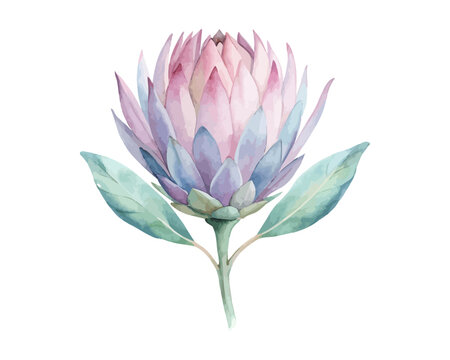 Watercolor Protea Blossom, Bold Boho Floral Vector Illustration Isolated on White