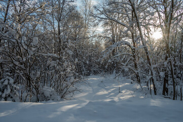 Obraz premium Country road in a snowy forest.