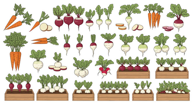 Massive collection of root vegetables like carrots radishes and beets shows them whole sliced and growing in several wooden boxes.
