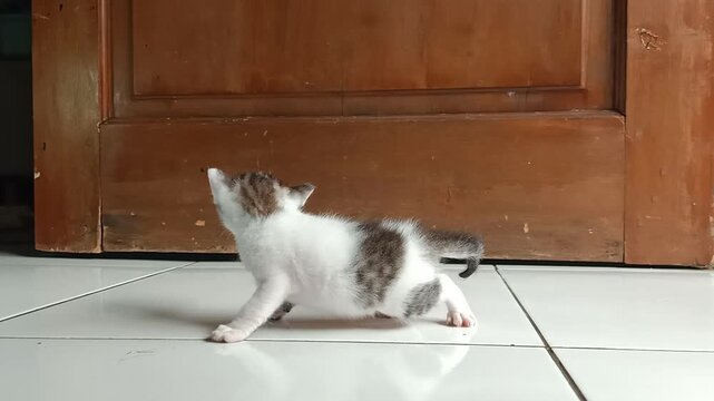 A tiny three-week-old standing alone on a tiled floor, meowing and calling for its mother after wandering out of the nest.
