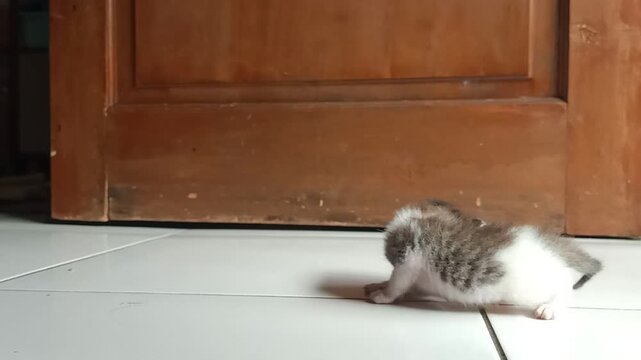 A tiny three-week-old kitten meowing and calling for its mother on a tiled floor until a calico mother cat arrives to pick it up by the scruff.
