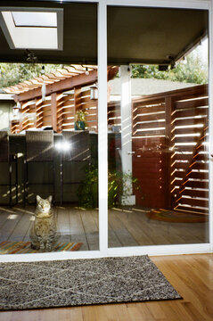 Tabby Cat Waiting to Come In