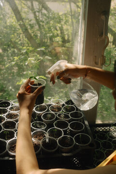 Watering young seedlings by sunny window