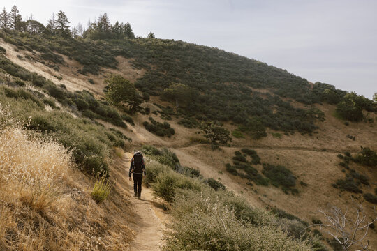Lone Hiker With Baby Ascending Oak Woodland Hill